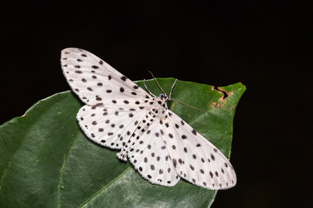 Antipercnia belluaria 或 Xenoplia contrasqualida 蛾