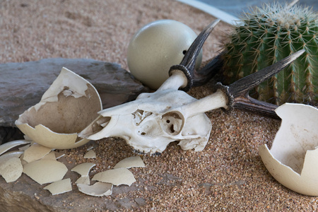 动物的头骨和沙漠中的鸵鸟蛋图片