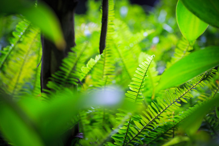 蕨类植物离开在花园里