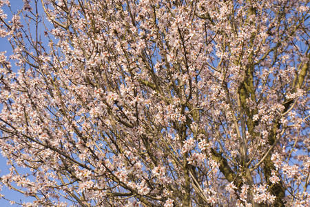 kvinna i blommor med solglasgon