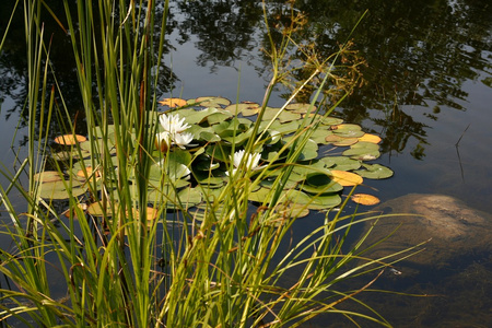在池塘里的百合花