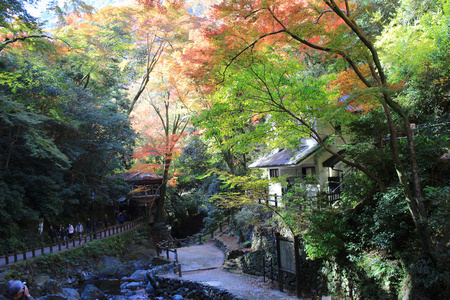 秋天的时候，日本大阪多彩枫叶叶背景