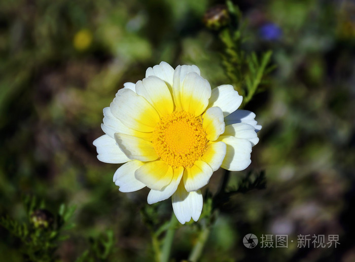白色和黄色雏菊花