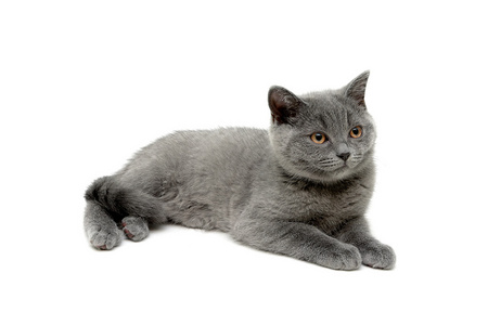 灰色的小猫躺在白色的背景上