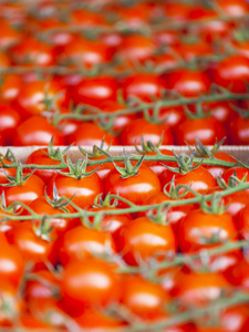 樱桃西红柿市场柜台上