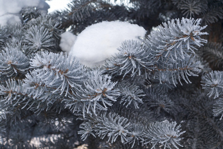 蓝色的春天上的雪