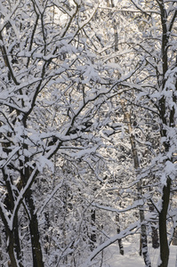 冬季森林覆盖着雪