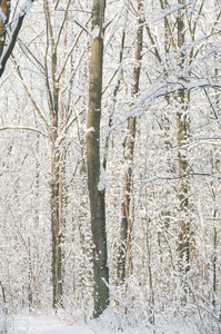 冬季森林覆盖着雪