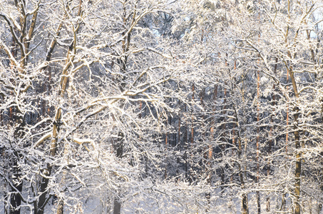 冬季森林覆盖着雪