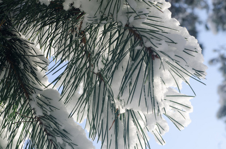 大雪覆盖的松枝图片