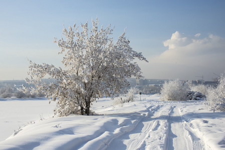 美丽的雪冬天景观