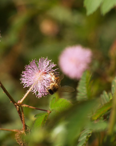 敏感的植物花和蜜蜂