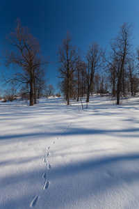 冬天公园与雪