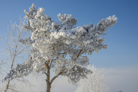 美丽的树在雪中