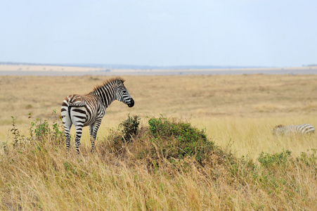 在非洲草原上的斑马