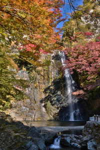 在大阪有日本枫树的瀑布