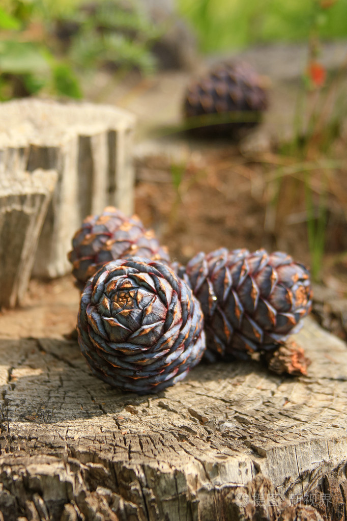 雪松松果在树桩上在树林里,阳光照射