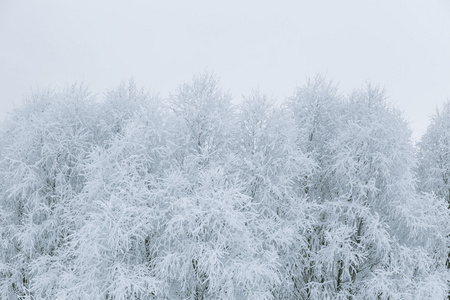 树枝在雪中