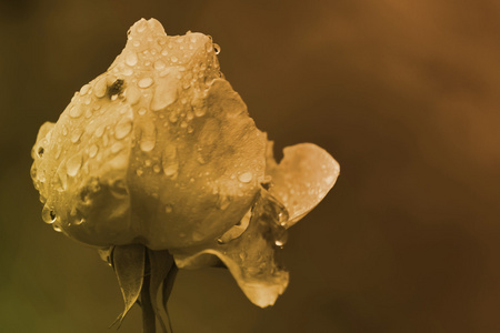 玫瑰花园里雨后