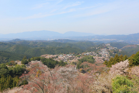 吉野樱花盛开