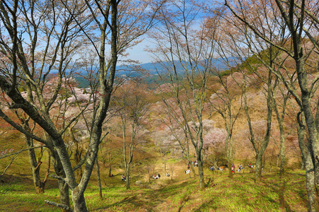 吉野樱花树