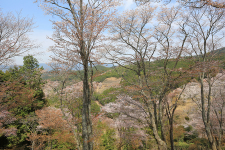 吉野樱花盛开