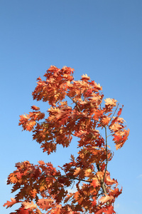 秋季红橡树叶