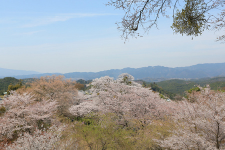 吉野1000以上