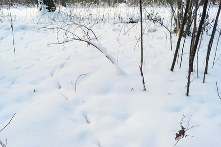 树林里的雪和雪地里的森林动物脚印