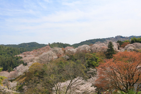 吉野1000以上