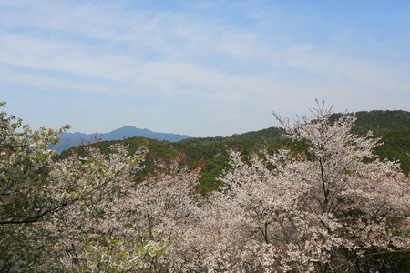 吉野樱花盛开