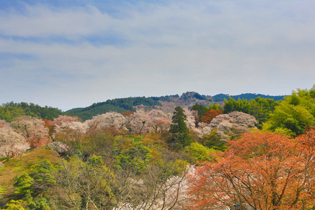 吉野1000以上