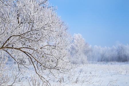 冬天晚上景观与雪树