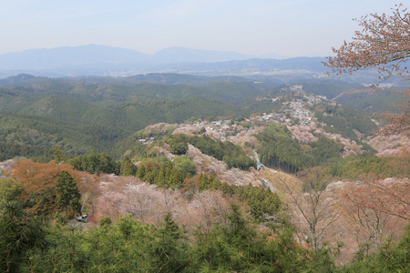 吉野樱花盛开