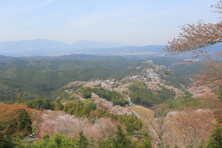 吉野樱花盛开