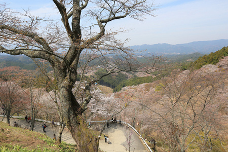 Yoshinoyama，奈良日本