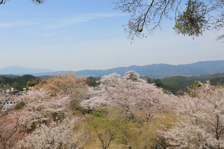 吉野1000以上