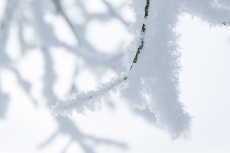树枝在雪中