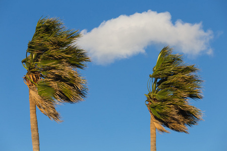 风吹棕榈树图片