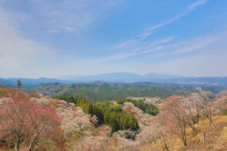 吉野樱花盛开