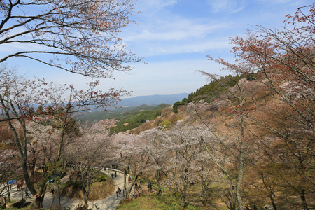 吉野樱花盛开