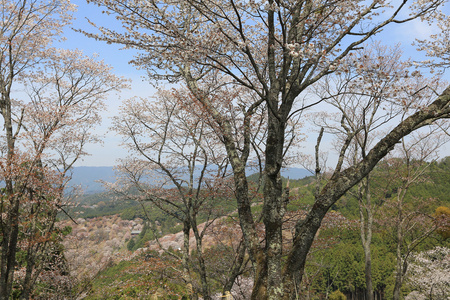 吉野樱花树