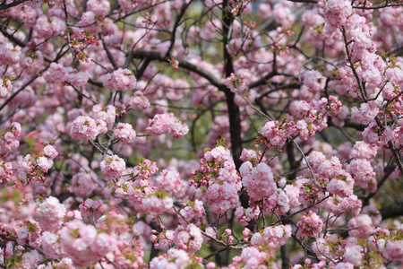 日本大阪的樱花
