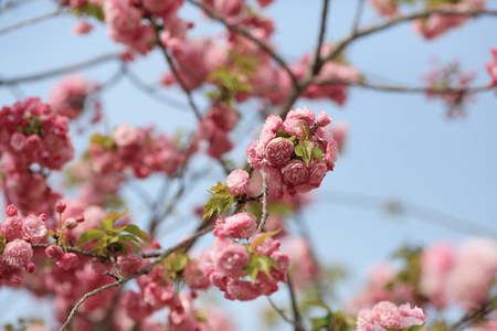 日本造币厂花园中的樱花