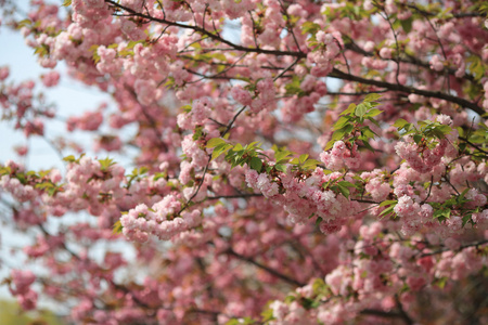 日本造币厂花园中的樱花