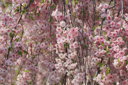 日本造币厂花园中的樱花