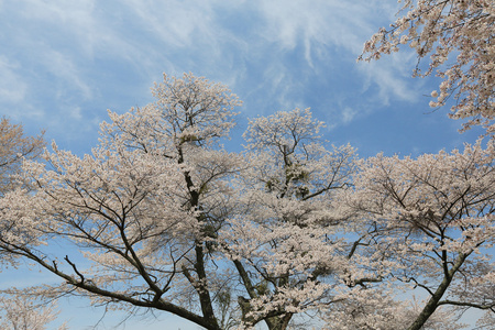 吉野樱花树