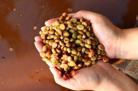 咖啡豆在发酵和洗涤方法图片