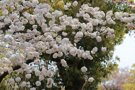 日本造币厂花园中的樱花