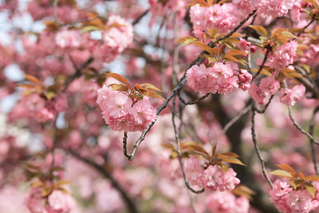 日本造币厂花园中的樱花